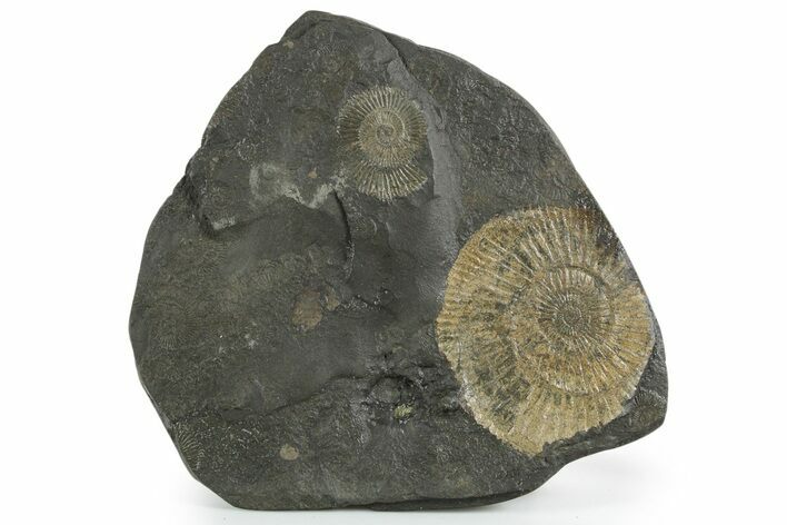 Fossil Ammonite (Dactylioceras) Cluster - Posidonia Shale, Germany #353528